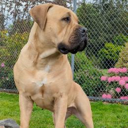 Stevie - Boerboel