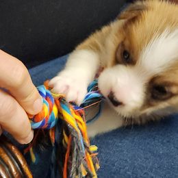 Pembroke Welsh Corgi Puppies from Space Coast Corgi