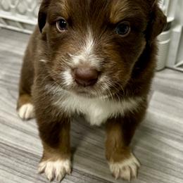 Zander - Red tri-color male Australian Shepherd puppy in Putnam County, New York from Highland Haven Australian Shepherds