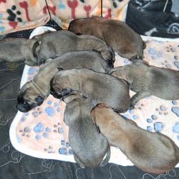 Boy - Apricot male Mastiff puppy in Uhrichsville, Ohio from Angela's Mastiffs