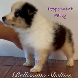 Patty - Blue merle white and tan female Shetland Sheepdog puppy in Idaho from Bellissimo Shelties