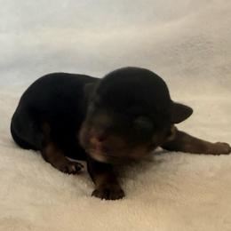 Frances - Black and tan female Pomeranian puppy in Seneca, Missouri from Stephanie’s Puppy Colony