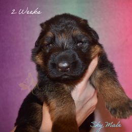Sky Collar - Black and red male German Shepherd puppy in Orlando, Florida from AceHaven Canines