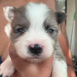 Ravioli - Merle male Pomsky puppy in Sacramento, California from Miranda's Huskies