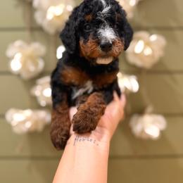 Walnut - Tri-color male Bernedoodle puppy in Ocala, Florida from Bernedoodles of Florida