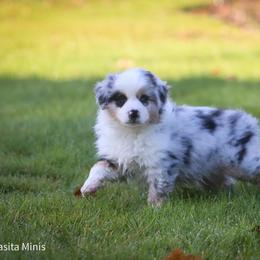 Miniature American Shepherd Puppies from Casita Miniature American Shepherds