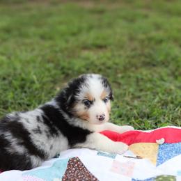 Sammy - Blue merle male Australian Shepherd puppy in Bagley, Iowa from Diamond M Aussies