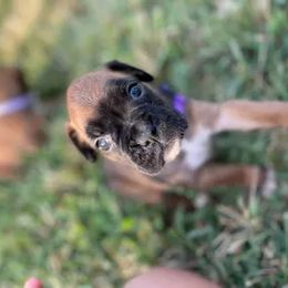 Boston Terrier and Boxer Puppies from Shotgun Pups