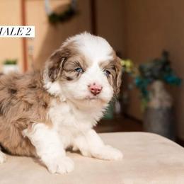 Aussiedoodle and Goldendoodle Puppies from Ever After Doodles Arizona