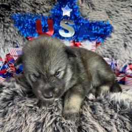 Okra - Agouti and white female Siberian Husky puppy in Folsom, Louisiana from Geaux Fluffy