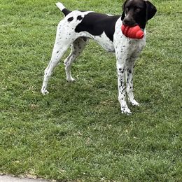 German Shorthaired Pointer Puppies from TTR GSP TopDog Kennels