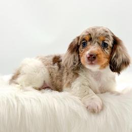 Darci - Dapple female Dachshund puppy in Litchfield, Illinois from Charmm Dachshunds