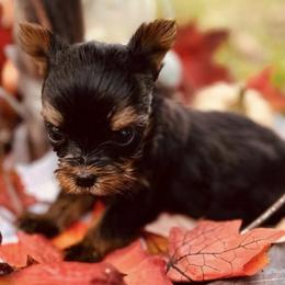Yorkshire Terriers from Lynn's Yorkshire Terriers