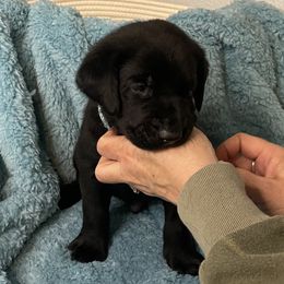Eric - Black Labrador Retriever puppy in Saint Maries, Idaho from Oakley's Mountain Top Kennel