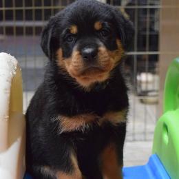 Rottweiler Puppies from Sky Valley Rottweilers