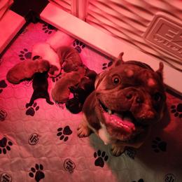 French Bulldog Puppies from Honey Hole Frenchies