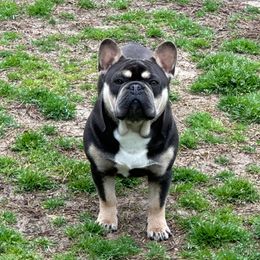 Optimus Prime - French Bulldog