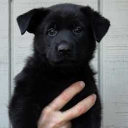 Bejeweled - Black German Shepherd puppy in Ore City, Texas from Feldwächter German Shepherds