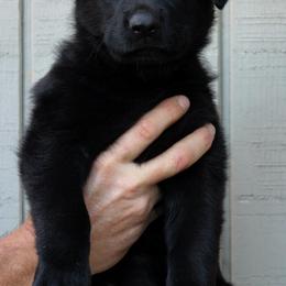 Bejeweled - Black German Shepherd puppy in Ore City, Texas from Feldwächter German Shepherds