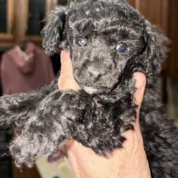 Silver girl 2 - Silver female Poodle puppy in Birmingham, Alabama from Stormborn