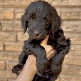 Fudge- Orange Collar - Black male Goldendoodle puppy in Bay City, Texas from Charming Doods Goldendoodles