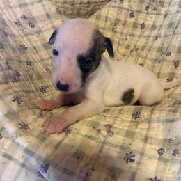 Rose - White and fawn brindle female Whippet puppy in Oneida, Tennessee from Saving Grace