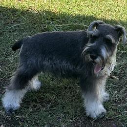 Miniature Schnauzers from Stephanie’s Schnauzers