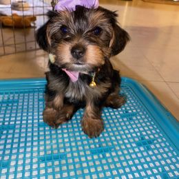 Assorted Doodle Crosses, Double Doodle, Maltipoo, Morkie, and Yorkipoo Puppies from Danza Bolo