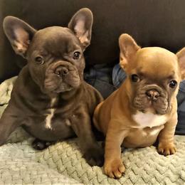 French Bulldogs from French Kiss Connection