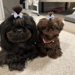 Shih Tzus from LiL SHiHTZ