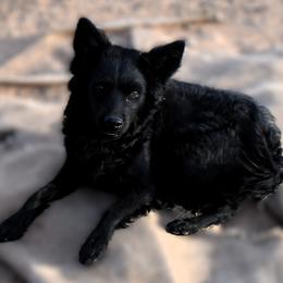 Isolde - Black female Mudi puppy in Benson, Arizona from Twisted Acres Border Collies and Mudi