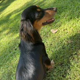 Stella - Dachshund