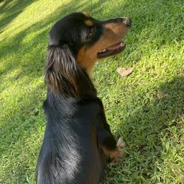 Stella - Dachshund