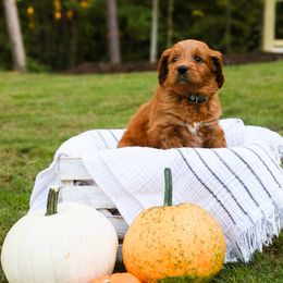 Goldendoodle Puppies from Ellie's Goldendoodles