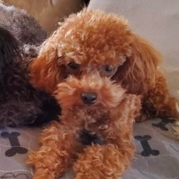 Gunner - Poodle
