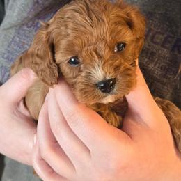 Arctic - Red male Cavapoo puppy in Conklin, Michigan from Lake Michigan Couture Cavapoos & Cockapoos
