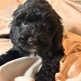 Dune - Black and white male Cockapoo puppy in Saint Louis, Missouri from Jax Doodles
