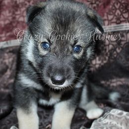 Siberian Husky Puppies from Crazy Cookies Huskies
