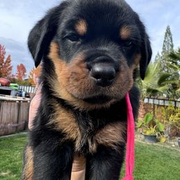 Pink collar girl 💗 - Black and mahogany Rottweiler puppy in Medford, Oregon from 541Rottweilers