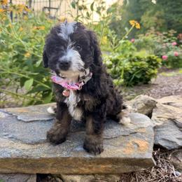 Nova - female Australian Mountain Doodle puppy in Tryon, North Carolina from Melrose Mountain Farm