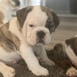 Bulldogs from Ashley's Bulldogs