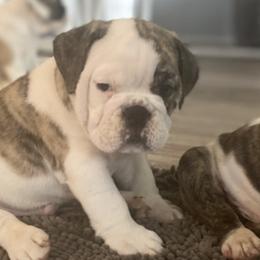 Bulldogs from Ashley's Bulldogs