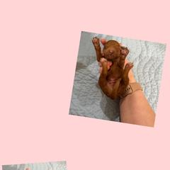 Crimson - Red male Irish Doodle puppy in Harrisburg, Arkansas from Ransone’s Ridge Runners Poodles and Doodles
