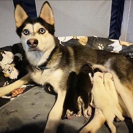 Kilo - Pomsky