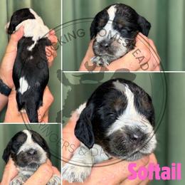 Softail - Black white and tan female English Springer Spaniel puppy in Fond Du Lac, Wisconsin from Clucking Homestead Springers & Dachshunds