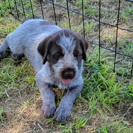 Tally - Chestnut and gray Wirehaired Pointing Griffon puppy in Glendale, Arizona from Agassiz Griffons Glendale AZ