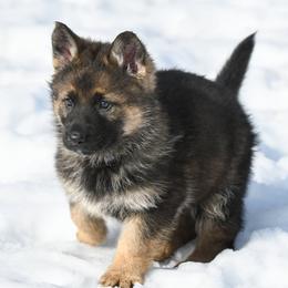 German Shepherd Puppies from Auf der Marquis German Shepherds