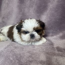 Hope - Tricolor female Shih Tzu puppy in California from Boodaboo Shih Tzu’s