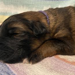 German Shepherd Puppies from Faith Shepherds