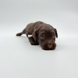 Buck- White - Brown and white male Aussiedoodle puppy in West Monroe, Louisiana from Diamond M Poodles and Doodles
